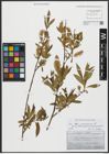 Foto von Salix alba L. x Salix pentandra L.